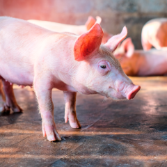 shutterstock_645734047Web