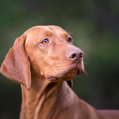 shutterstock_746561812web