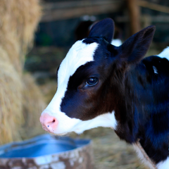 shutterstock_1781197157