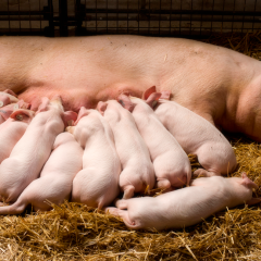 shutterstock_434214733-(1)