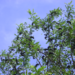 SapCor-planta-web