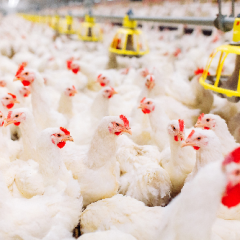 shutterstock_1295429887web